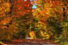 Fallen leaves cover a country road with vibrant autumn coloured leaves on the trees; Austin, Quebec, Canada Poster Print by David Chapman (17 x 11) # 12516552