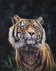 Oil painting of a Malayan Tiger (Panthera tigris tigris) Poster Print by Kane Pendry (13 x 17) # 12334517