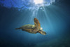 An underwater view of a Hawaiian Green Sea Turtle (Chelonia mydas); Makena, Maui, Hawaii, United States of America Poster Print by Jenna Szerlag (19 x 12) # 12332065