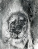 Black And White Illustration Of A Lion's Face Poster Print by Glen Ronald (13 x 17) # 12322435