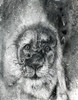 Black And White Illustration Of A Lion's Face Poster Print by Glen Ronald (13 x 17) # 12322435 Black And White Illustration Of A Lion's Face Poster Print by Glen Ronald (13 x 17) # 12322435