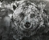 Black And White Illustration Of A Bear Poster Print by Glen Ronald (17 x 14) # 12322424