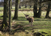 A Red Deer (Cervus Elaphus) In Richmond Park; London, England Poster Print by Leah Bignell (18 x 13) # 12318256