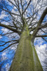 A Bare Branched Beech Tree Against A Blue Spring Sky In Richmond Park, Richmond; London, England Poster Print by Leah Bignell (12 x 19) # 12318257