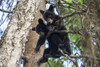 Black Bear (Ursus Americanus) Cubs Playing On The Tree Branches, South-Central Alaska; Alaska, United States Of America Poster Print by Charles Vandergaw (19 x 12) # 12317858 Black Bear (Ursus Americanus) Cubs Playing On The Tree Branches, South-Central Alaska; Alaska, United States Of America Poster Print by Charles Vandergaw (19 x 12) # 12317858