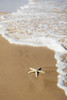 Sea Star Washes Ashore On Beach; Maui, Hawaii, United States Of America Poster Print by Jenna Szerlag (12 x 19) # 12317060