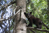 Black Bear (Ursus Americanus) Cub Climbing On A Tree Branch, South-Central Alaska; Alaska, United States Of America Poster Print by Charles Vandergaw (19 x 12) # 12317847