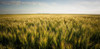 View Over A Green And Golden Wheat Field; Saskatchewan, Canada Poster Print by Greg Huszar (22 x 10) # 12316770