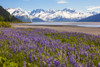 Field Of Lupine Alongside The Seward Highway (South Of Girdwood) And Alongside Turnagain Arm Southcentral Alaska, Summer Poster Print by Doug Lindstrand (19 x 12) # 12307628