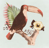 Tropical Toucan by Surma (24 x 24)