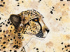 Cheetah Face by Melanie Torres (24 x 18)