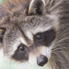 Raccoon by Leah Straatsma (24 x 24)