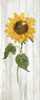Sunflower in Autumn II by Sally Swatland (10 x 24)