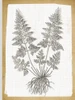 Farmhouse Ferns 1 by Lula BijouxAnd Company (18 x 24)