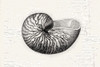 Shell by Lula Bijoux and Company (24 x 18)
