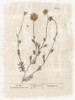 Farmhouse Flower 1 by Lula BijouxAnd Company (18 x 24)