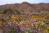 California, Joshua Tree NP Desert Wildflowers by Christopher Talbot Frank (24 x 18)