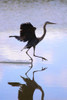 California, Lakeside, Great Blue Heron Landing by Christopher Talbot Frank (18 x 24) California, Lakeside, Great Blue Heron Landing by Christopher Talbot Frank (18 x 24)