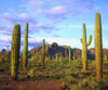 Arizona, Organ Pipe Cactus NM Desert in spring by Christopher Talbot Frank (24 x 18)