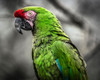 Green Ara Parrot by Ronin (24 x 18)