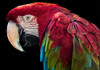 Ara Parrot by Ronin (24 x 18)
