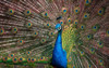 The Peacock by Ronin (24 x 15)