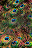 Peacock Feathers by Ronin (18 x 24)