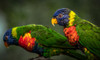 Green Birds by Ronin (24 x 14)