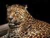 The Jaguar II by Ronin (24 x 18)