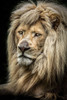 The white Lion II by Ronin (18 x 24)