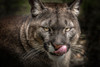 The Puma by Ronin (24 x 18)
