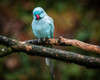 Blue Parrot by Ronin (24 x 18)