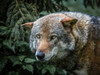 Lone Wolf by Ronin (24 x 18)
