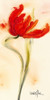 Tulipe I by Marthe (12 x 24)