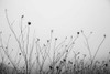 Autumn Grasses by Aledanda (24 x 18)