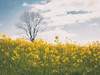 Spring Meadow by Aledanda (24 x 18)