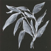 Branch II by Chris Paschke (12 x 12)