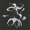 Wildflowers III by Chris Paschke (12 x 12)