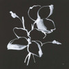 Wildflowers IV by Chris Paschke (12 x 12)