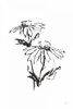 Line Echinacea II by Chris Paschke (18 x 24)