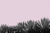Blush II by Irena Orlov (24 x 18)