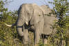 Botswana, Savute Game Reserve Elephant eating by Jim Zuckerman (24 x 18)