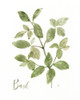 Herb Basil by Nan (18 x 24)