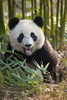 China, Chengdu Young giant panda by Jim Zuckerman (15 x 24)