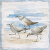 Shore Birds II by Nan (12 x 12)
