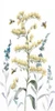 Bumble Bee Garden I by Nan (12 x 24)