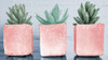 Pink Potted Succulents by Bill Carson Photography (24 x 13)