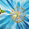 Clematis by Aledanda (24 x 24)