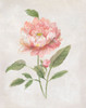 Grandiflora III by Nan (18 x 24)