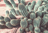 Cactus Muted Burst by Bill Carson Photography (24 x 18)